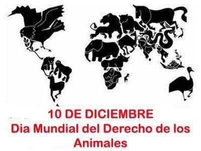 10 de diciembre: Día Internacional de los Derechos Animales | VERDE  DESPERTAR