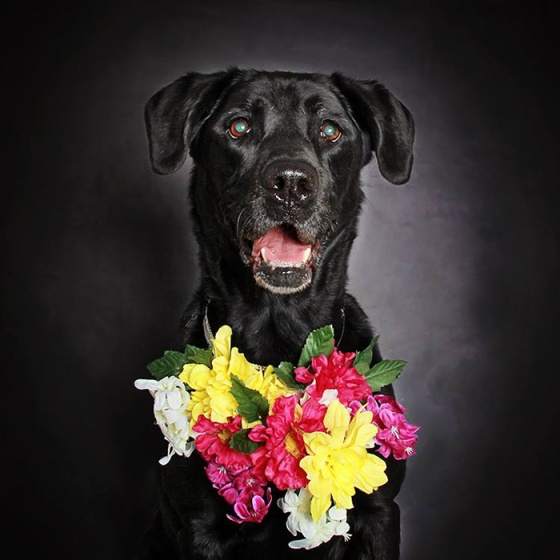 black-dog-portraits-floral-crown-guinnevere-shuster-5