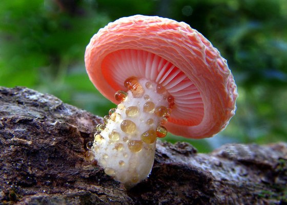 interesting-mushroom-photography-84__880