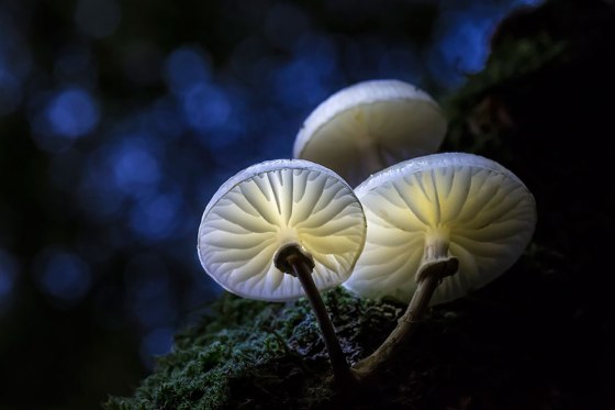 mushroom-photography-292__880